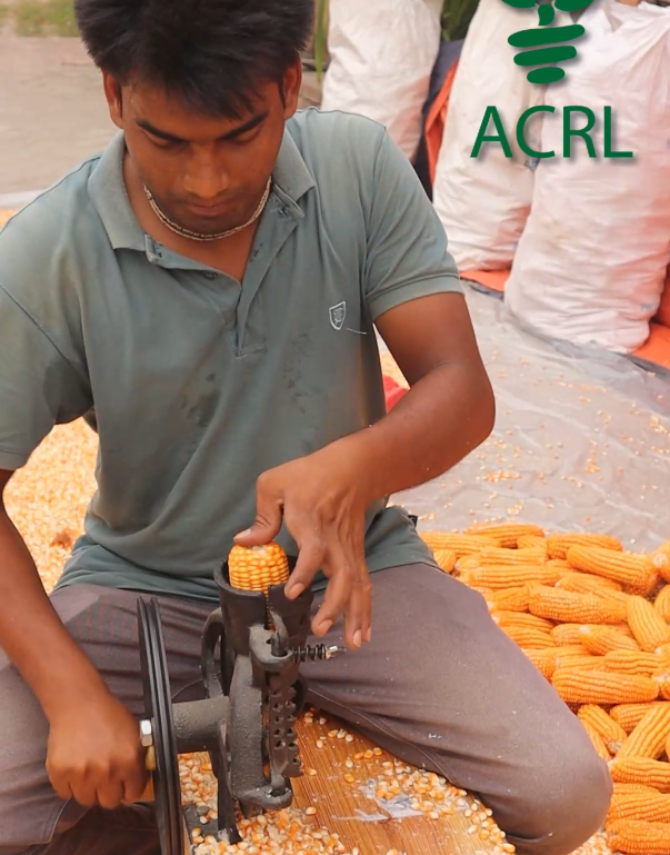 Uses of Corn Sheller Manual in Bangladesh