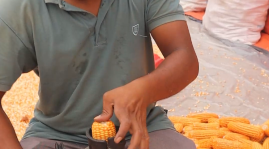 Uses of Corn Sheller Manual in Bangladesh